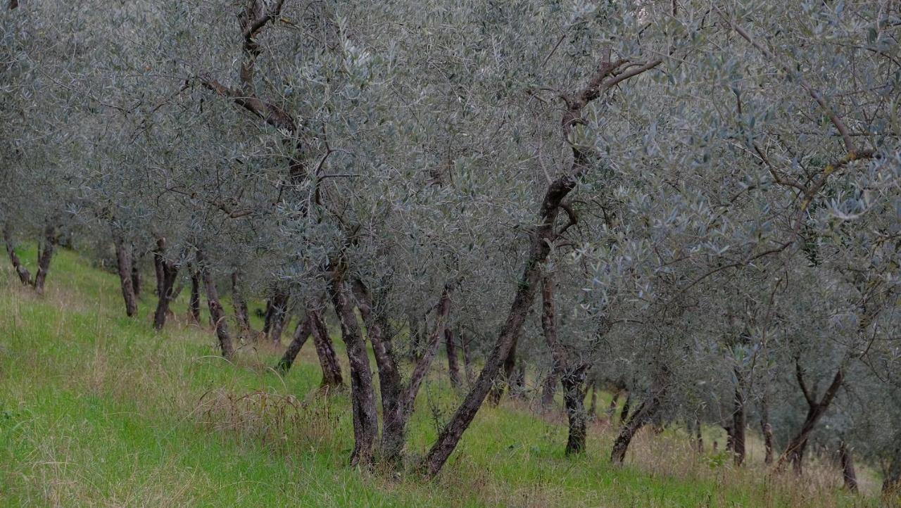 Agriturismo Il Casaletto Montefranco Екстер'єр фото
